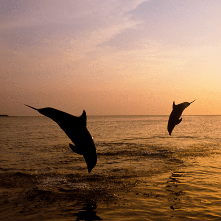 Dolphin Eco Tours Hilton Head